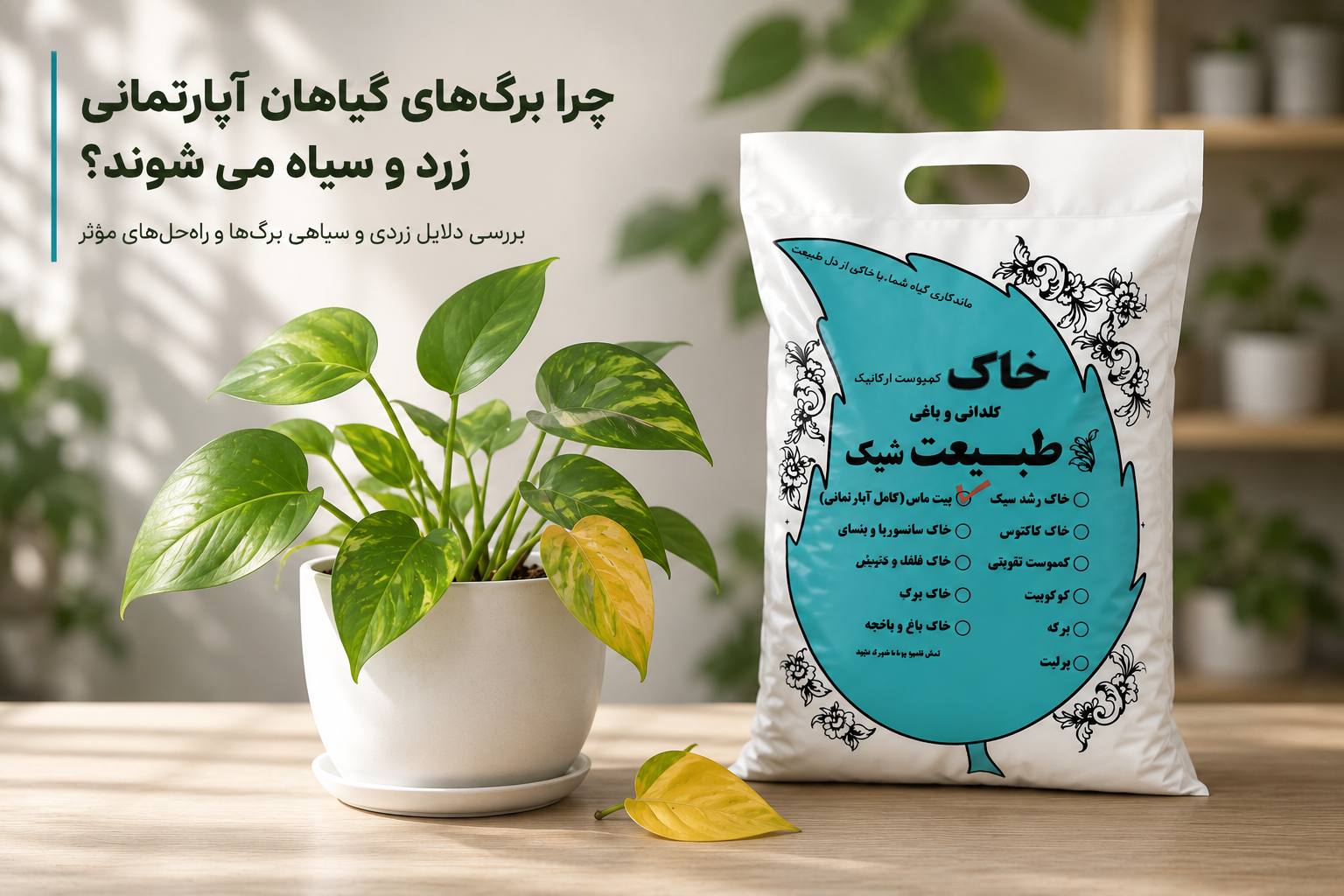 چرا برگ‌های گیاهان آپارتمانی زرد و سیاه می‌شوند؟ (دلایل + راهکار عملی)