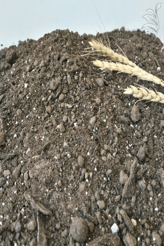 "نمای نزدیک از بافت خاک باغ و باغچه ارگانیک طبیعت شیک با سه شاخه گندم، ایدهآل برای گیاهان فضای باز."