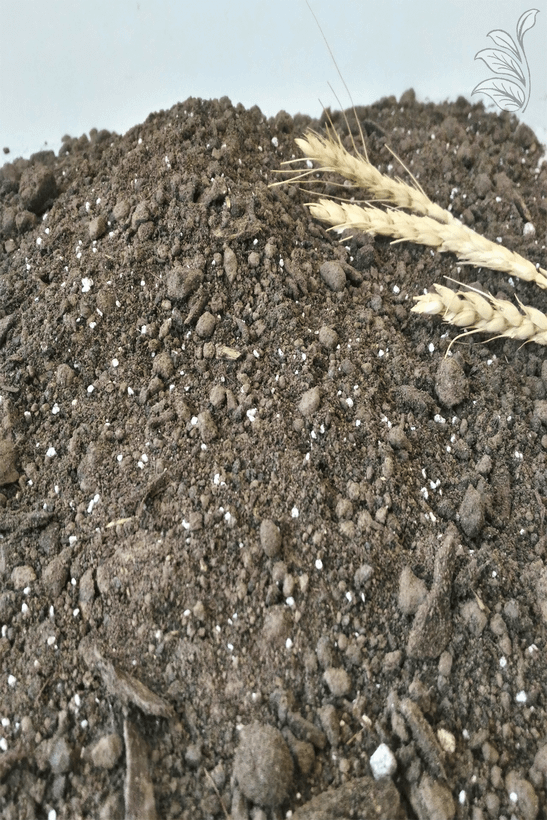 "نمای نزدیک از بافت خاک باغ و باغچه ارگانیک طبیعت شیک با سه شاخه گندم، ایدهآل برای گیاهان فضای باز."