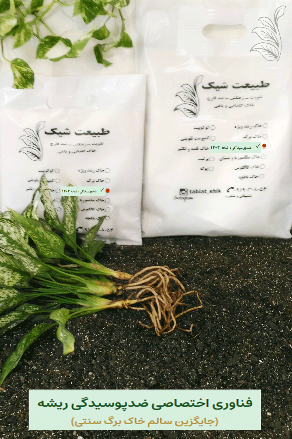 بسته‌بندی خاک سبک ارگانیک طبیعت شیک با گیاه آگلونمای سالم - فرمولاسیون ضد پوسیدگی ریشه
