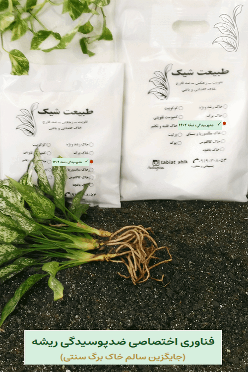 بستهبندی خاک سبک ارگانیک طبیعت شیک با گیاه آگلونمای سالم - فرمولاسیون ضد پوسیدگی ریشه